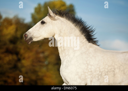 PRE Wallach, dapple-grey, Porträt Stockfoto