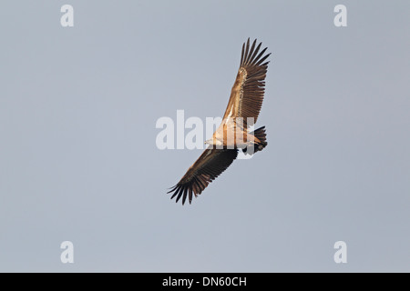 Eurasische Gänsegeier im Flug Stockfoto