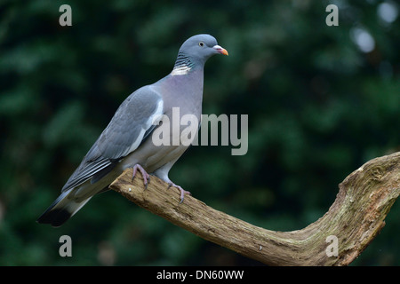 Ringeltaube (Columba Palumbus), Emsland, Niedersachsen, Deutschland Stockfoto