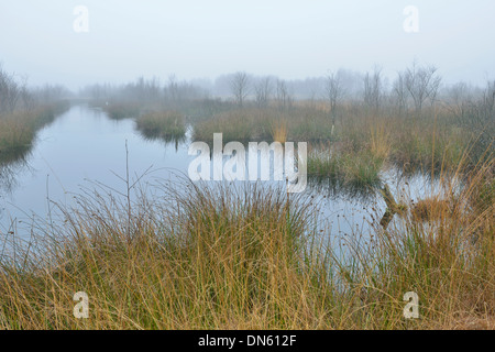 Hohe Heide im Herbst, Bargerveen, Drenthe, Niederlande Stockfoto