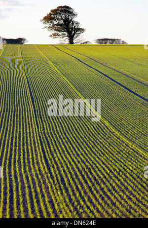 Neu im Herbst Wintergerste gesät Stockfoto