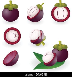 Mangostan-Frucht Stock Vektor