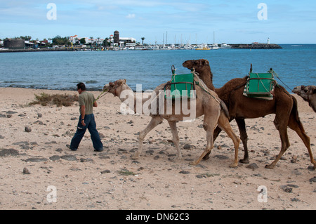 Mann an der Spitze Kamele am Strand Caleta de Fuste, Fuerteventura, Kanarische Inseln, Spanien. Stockfoto