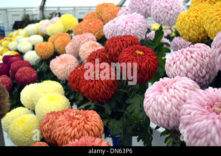 Anzeigen der großen bunten Bommel Chrysanthemen im Herbst Flower Harrogate Yorkshire Stockfoto