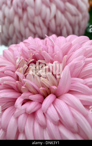 Nahaufnahme eines großen rosa Pompon Chrysantheme auf dem Display an der Harrogate Herbst Blume zeigen Yorkshire Stockfoto