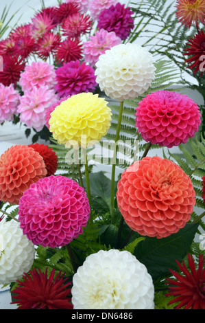 Eine Darstellung der ein bunt gemischter Haufen von bunten Bommel Chrysanthemen auf bei Harrogate Herbst Flower Show Yorkshire Stockfoto