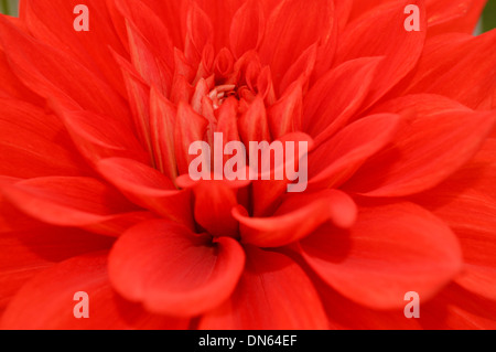 Nahaufnahme von roten Chrysantheme auf dem Display an der Harrogate Herbst Blume zeigen Yorkshire Stockfoto