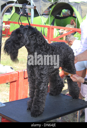 Große schwarze Schnauzer Hund Stockfoto