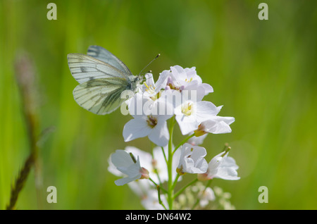 Eine weibliche grün-veined weiß-Schmetterling Fütterung auf eine Coockoo Blume bei Weddicar, Cumbria, England, UK Stockfoto