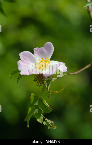 Detail-Aufnahme von eine schöne Heckenrose Stockfoto