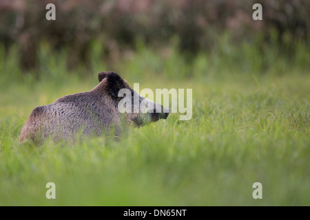 Wildschwein in freier Wildbahn, auf der Lichtung. Stockfoto