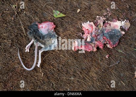 Regurgitated halb gegessen Maus auf eine Fußmatte Stockfoto