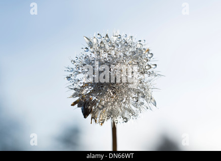 Tautropfen auf einem Löwenzahn Samen-Kopf Stockfoto