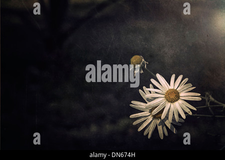 Gänseblümchen Gänseblümchen gelb Toten sterben rose Blume Alexandria Sonnenlicht Strahl Ägypten Stockfoto