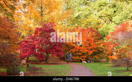 Die National Arboretum im Westonbirt, Gloucestershire, genießen Sie die schönsten Farben des Jahres. Stockfoto