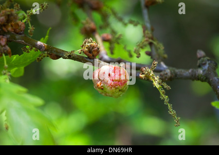 Oak Apple Galle produziert als Reaktion auf die Eiablage von Gall Wasp Biorhiza Pallida UK Stockfoto