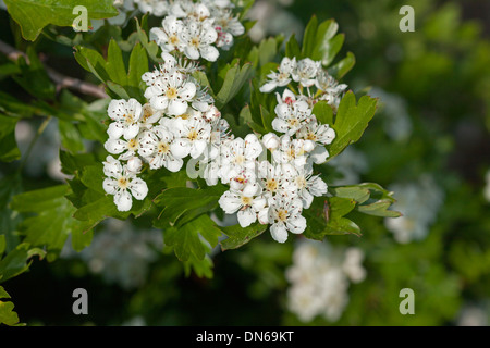 Gemeinsamen Weißdorn Crataegus Monogyna Blumen UK Stockfoto