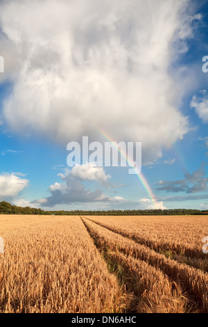 Regenbogen am blauen Himmel über Gerstenfeld im Sommer, Holland Stockfoto