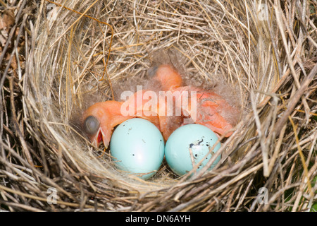 Neugeborenes Baby hungrig Vögel im Nest auf Himbeer Busch Stockfoto