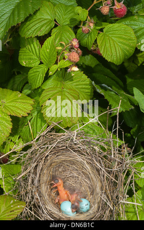 Neugeborenes Baby hungrig Vögel im Nest auf Himbeer Busch Stockfoto