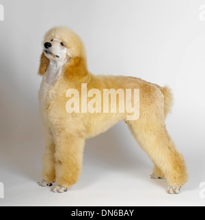 Großpudel Stockfoto