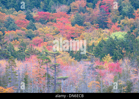 Farben des Herbstes im Acadia National Park, Bar Harbor, Maine Stockfoto