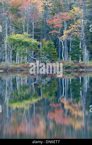 Reflexion, obere Hadlock Teich, Acadia National Park, Bar Harbor, Maine Stockfoto