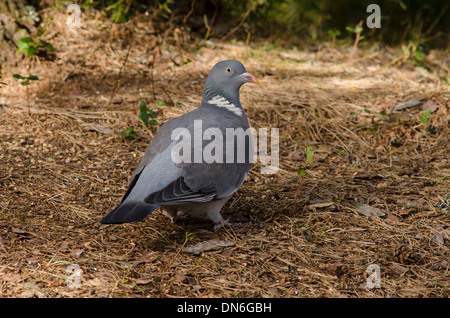 Altvogel füttern im Pinienwald Stock. Stockfoto