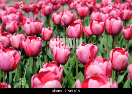 Dichten Blumenbeet rosa Tulpen blühen Stockfoto