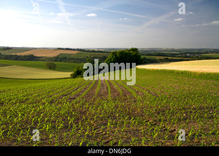 Junger Mais wächst westlich von Angoulême im Südwesten Frankreichs. Stockfoto