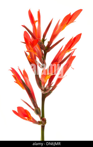 Canna Indica benannt häufig indischen Schuss, afrikanische Pfeilwurz, essbare Canna, lila Pfeilwurz, Sierra Leone Maranta Stockfoto