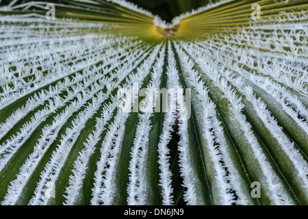 Frost auf Blatt der Trachycarpus Palmen, Trachycarpus Fortunei / / Givre Sur Une Feuille de palmier de Chine, Trachycarpus Fortunei Stockfoto