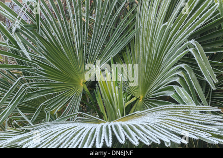 Frost auf Trachycarpus Palmen, Trachycarpus Fortunei / / Givre Sur wanting de Chine, Trachycarpus Fortunei Stockfoto