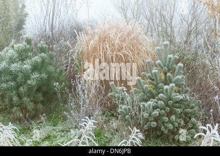 Frost auf junge Föhre Pinus Sylvestris (rechts), Stein Kiefer (Pinus Pinea) (links) und Miscanthus Stockfoto