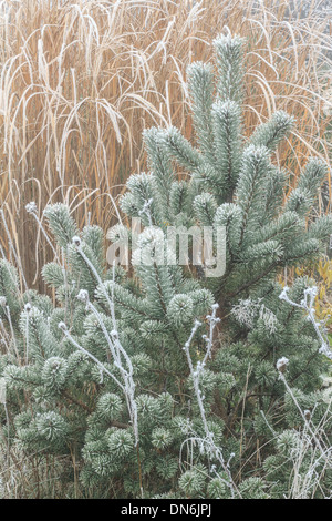 Frost auf junge Kiefer, Pinus Sylvestris und Miscanthus / / Givre Sur un Jeune pin Sylvestre, Pinus Sylvestris et Miscanthus Stockfoto