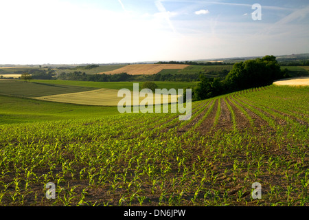 Junger Mais wächst westlich von Angoulême im Südwesten Frankreichs. Stockfoto