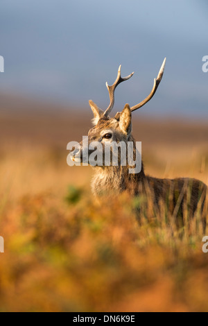 Rothirsch (Cervus Elaphus), UK Stockfoto