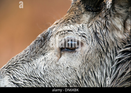 Rothirsch (Cervus Elaphus), UK Stockfoto