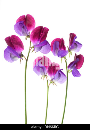 Sweet Pea Blumen in einer Zeile isoliert auf weißem Hintergrund mit geringen Schärfentiefe Stockfoto