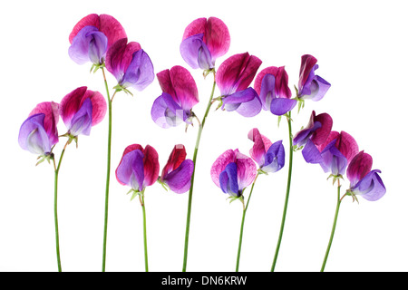 Sweet Pea "Cupani" Blumen in einer Zeile isoliert auf weißem Hintergrund mit geringen Schärfentiefe Stockfoto