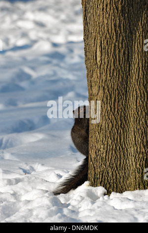 Ein schwarzes Eichhörnchen Kletterbaum in einem verschneiten Park. Stockfoto