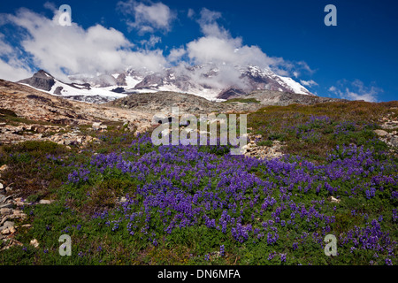 WASHINGTON - Mount Rainier und Tahoma Gletscher von lupine Wiese auf Schulter des Pyramid Peak im Mount Rainier National Park. Stockfoto