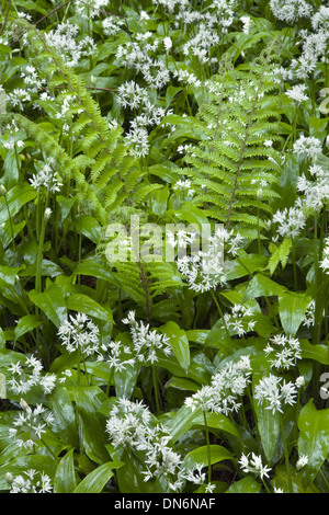 Bärlauch oder Ramsoms, Allium Ursinum und Farnen in einer Waldlichtung. Stockfoto