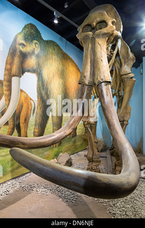 Museum mit Mammothenskelett, Discovery Centre, Craven Arms, Shropshire, Großbritannien Stockfoto