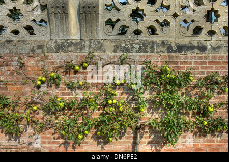 Spalier-Apfelbaum gegen eine alte Mauer, Warwickshire, England. Stockfoto