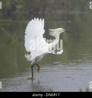 Snowy Reiher fliegen und Fischen in den Everglades Stockfoto