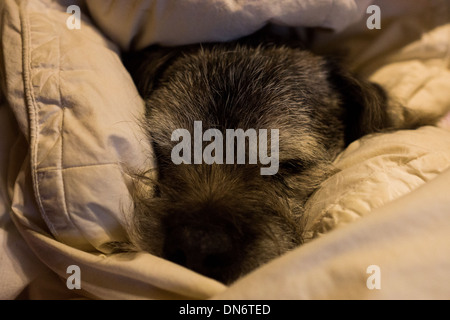 Border Terrier Nase Gesicht Ohren Hund schlafen Stockfoto