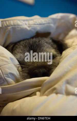 Border Terrier Nase Gesicht Ohren Hund schlafen Stockfoto