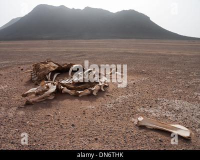 Verlorene Kamel in der Wüste Sahara, zwischen Zouérat und Bir Moghrein in Mauretanien Stockfoto