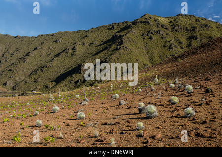 Eine spärlich Hain von den seltenen Silversword, der innerhalb der Haleakala Krater auf Maui wächst Stockfoto